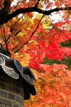 Maple trees with multicolored leaves in an ancient wall. Stock Photos