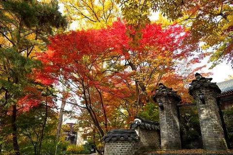 Maple trees with multicolored leaves and an ancient gate. Stock Photos