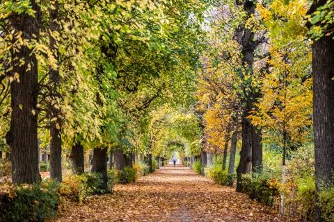 Maple trees park changing color in autumn, Austria. Foto stock