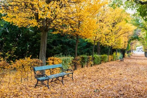 Maple trees park changing color in autumn, Austria. Stock Photos