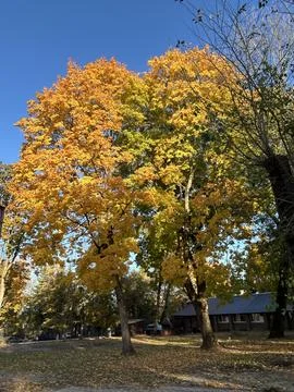 Maple trees in the park with red and yellow leaves in golden autumn. The co.. Foto stock