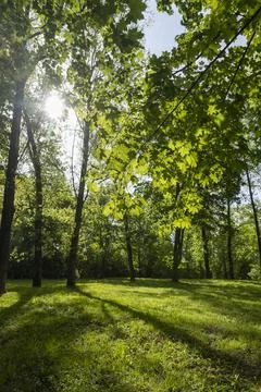 Maple trees in the park in summer, landscape in the park with green foliage o Foto stock
