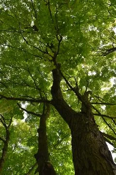Maple trees in the park in summer Stock Photos