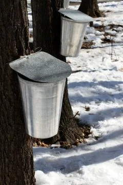 Maple trees Stock Photos