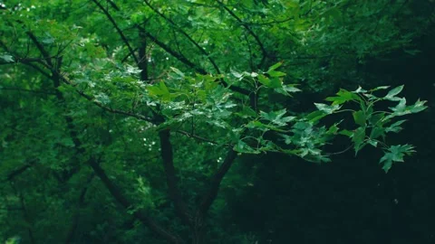 Maple trees in the rainy season Stock Footage 234053779