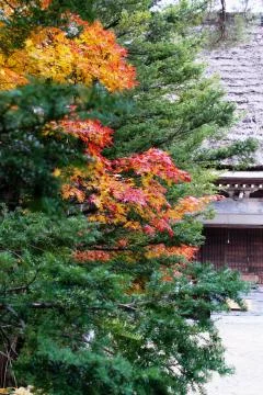 Maple trees with red and yellow leaves at Shirakawago Village in autumn Foto stock