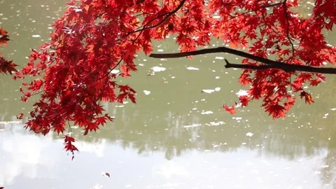 Maple trees with river Stock-Footage 303123284