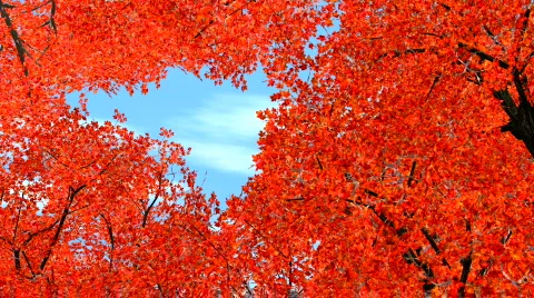 Maple trees shaking in wind Stock Footage 556926