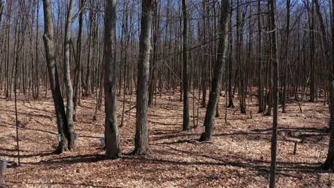 Maple Trees in Spring 4k Aerial Drone Moves Up Showing Skyline Stock Footage 151697297