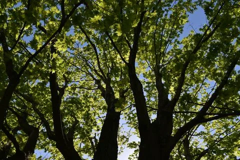 Maple trees in spring Stock Photos