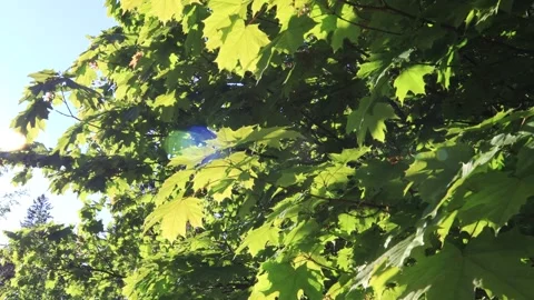 Maple trees on a summer sunny day. Stock Footage 230356615