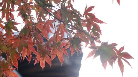 Maple trees with sunshine Vídeo Stock 303049463
