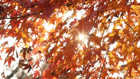 Maple trees with sunshine Stock Footage 303049477