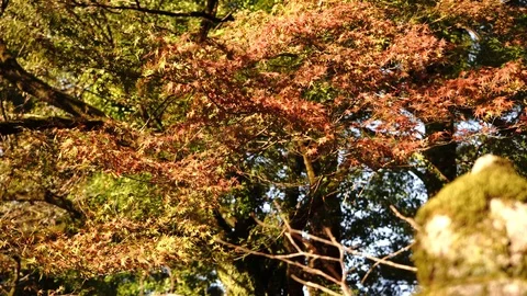 Maple trees swaying in the wind, 4K, handheld Stock Footage 97036935