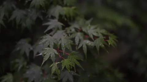 Maple trees swaying in the wind Stock Footage 277617420