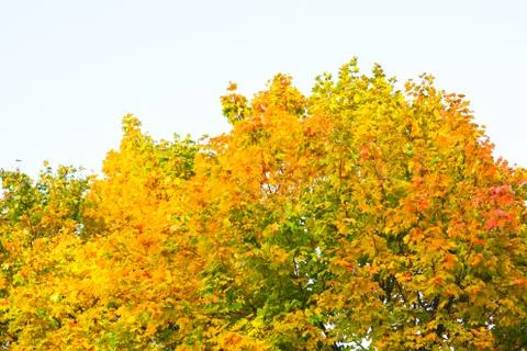 Maple trees turning red and yellow Stock Photos