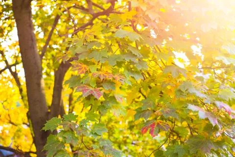 Maple trees turning red Stock Photos