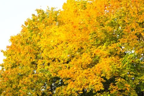 Maple trees turning yellow Stock Photos