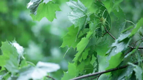 Maple trees under rain Stock Footage 85922458
