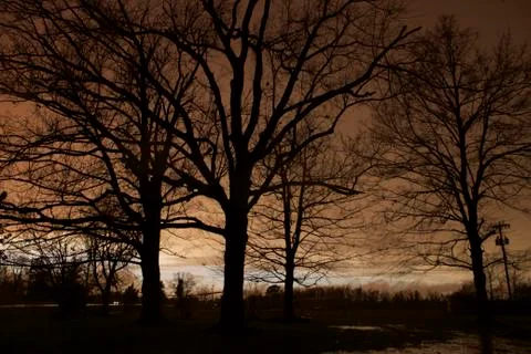 Maple Trees Winter Sunset Stock Photos