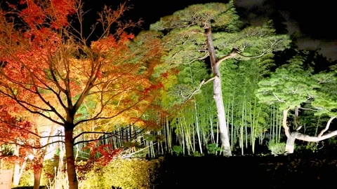 Maple trees with yellow and green leaves illuminated by garden lights Stock Footage 234081637