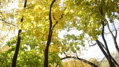 Maple trees with yellow foliage Stock Footage 96353838
