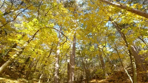 Maple trees with yellow leaves in the autumn forest Stock Footage 164625458