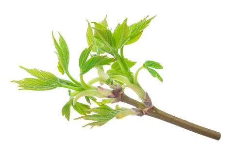 Maple twig with buds Maple twig with buds Copyright: xZoonar.com/Dmitriyxx... Stock Photos
