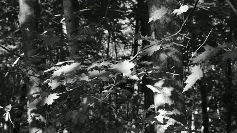 Maple twig in the sunlight black and white Stock Footage 116809423