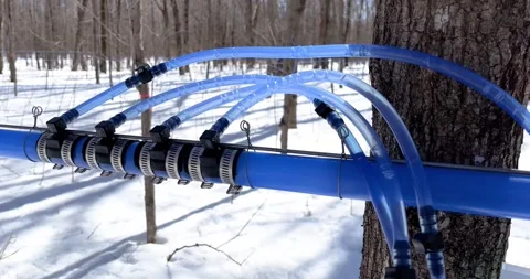 Maple water running through tubes Stock Footage 175867726