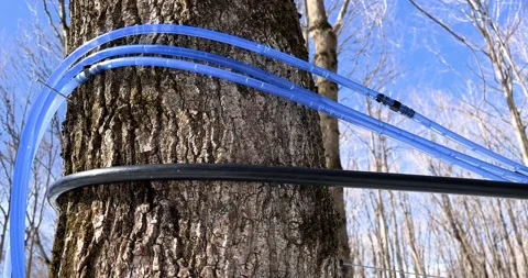 Maple water running through tubes Stock Footage 175868385