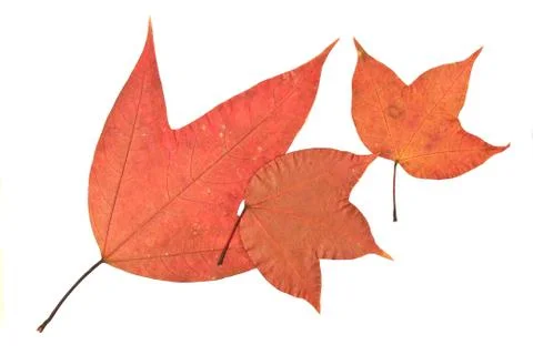 Maple on white background Stock Photos