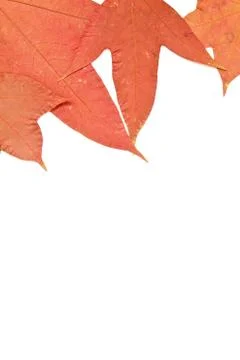 Maple on white background Stock Photos