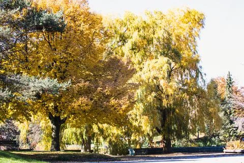 Maple Willow Stock Photos