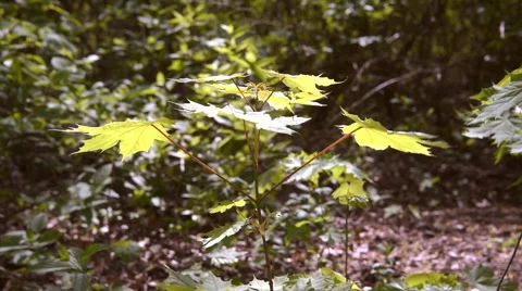 Maple in the wind Stock Footage 63175813