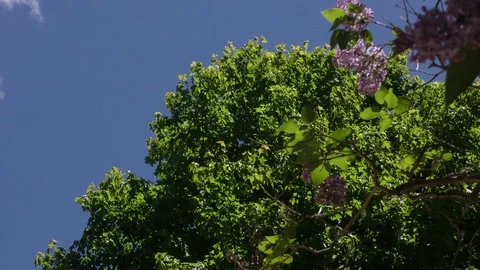 Maple in the wind Stock Footage 109232407