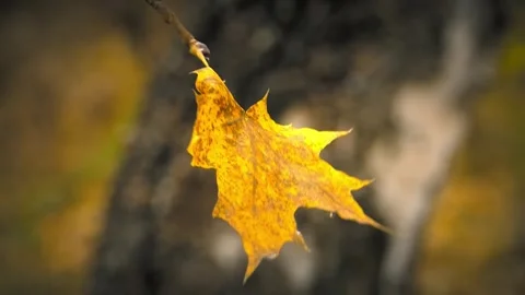 Maple in wind Video stock 328798736