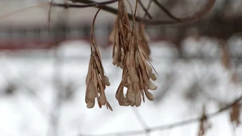 Maple in winter Stock Footage 147933722
