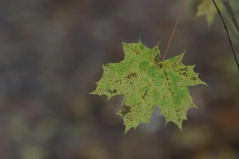 Maple, withered tree leaf. Stock Photos