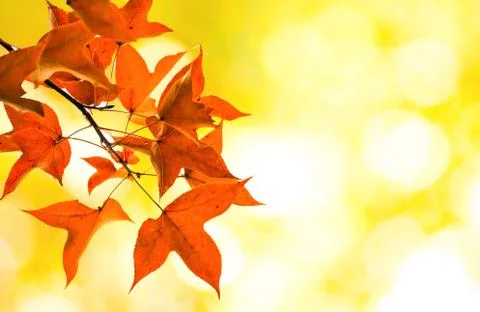 Maple on yellow bokeh background Stock Photos