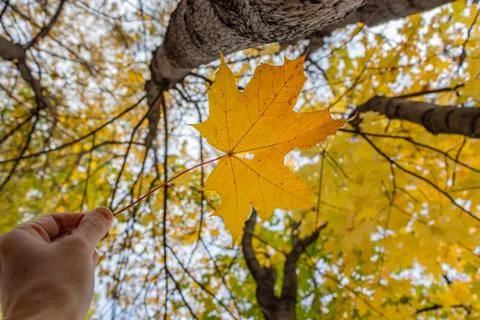 A maple yellow carved leaf on a blurred background in a hand Stock Photos