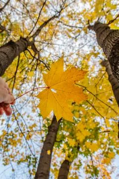 A maple yellow carved leaf on a blurred background in a hand Foto stock