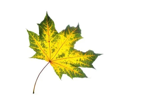 Maple, yellow-green maple leaf on a white background, blank for further creat Stock Photos