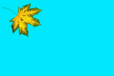 Maple, yellow-green maple leaf on a blue background, blank for further creati Foto stock