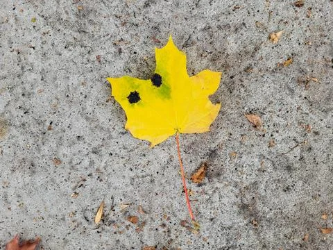 Maple yellow leaf with large black spots on the asphalt. Stock Photos