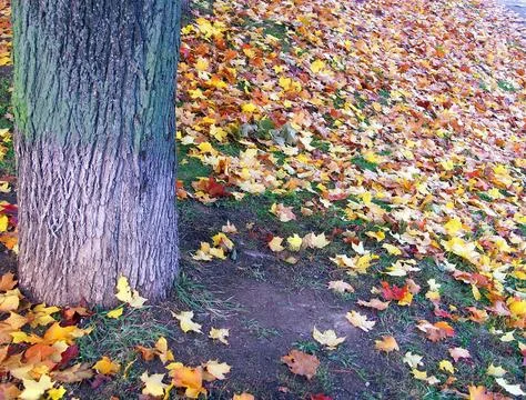 Maple yellow leafs Stock Photos