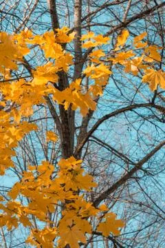 Maple yellow leaves on the branches of tree in autumn with blue sky backgroun Stock Photos
