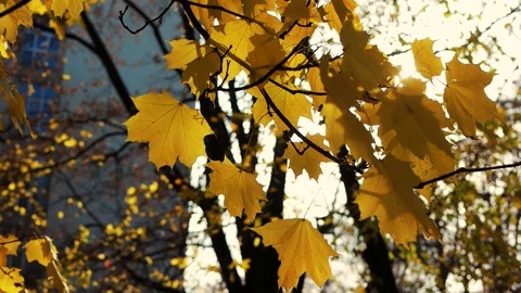Maple yellow leaves on the branches of trees in autumn Stock Footage 92379150
