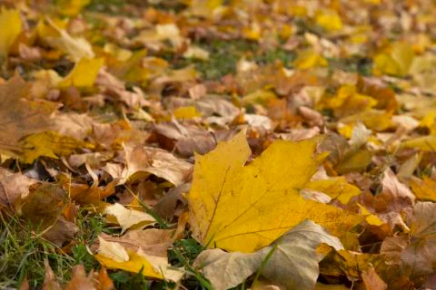 Maple yellow leaves fallen from the tree in autumn. October Stock Photos