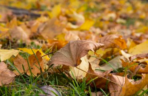 Maple yellow leaves fallen from the tree in autumn. October Stock Photos